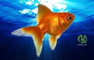 Очень классное упражнение «Золотая рыбка»