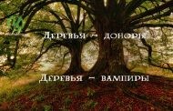 Деревья - доноры и деревья - вампиры